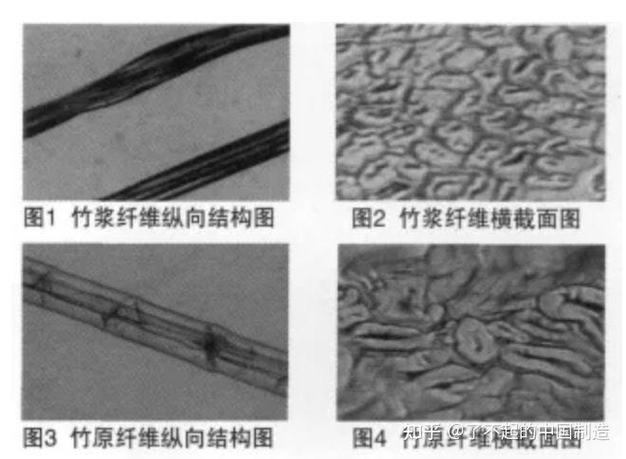 竹子纤维剖面显微镜图 笛膜振动细节