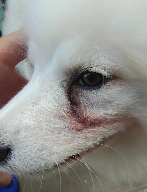 长期吃剩饭的宠物泪痕对比实拍