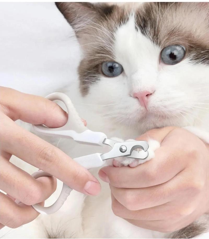 猫咪剪指甲放松状态实拍图