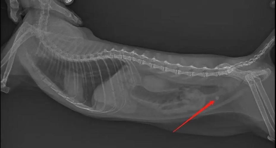 猫膀胱结石X光片实拍