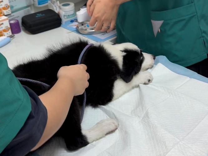 宠物医院狗狗打点滴输液