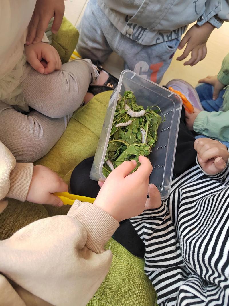 小朋友书桌上饲养盒里正在结茧的蚕宝宝