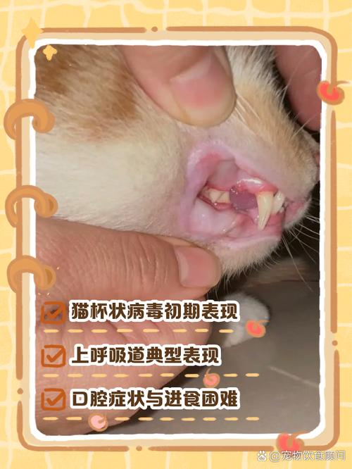 猫杯状病毒引发猫咪口腔溃疡实拍