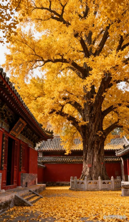 法门寺老寺院千年银杏秋季景观