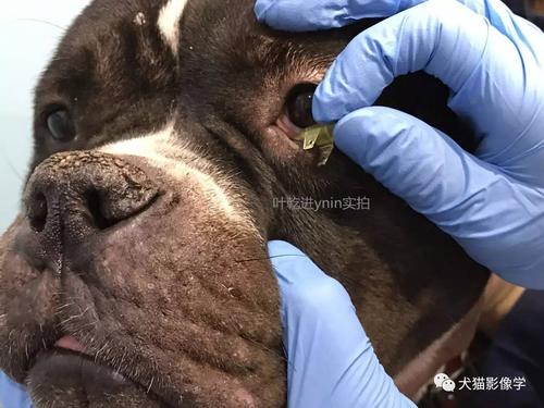 比熊犬鼻泪管结构解剖示意图