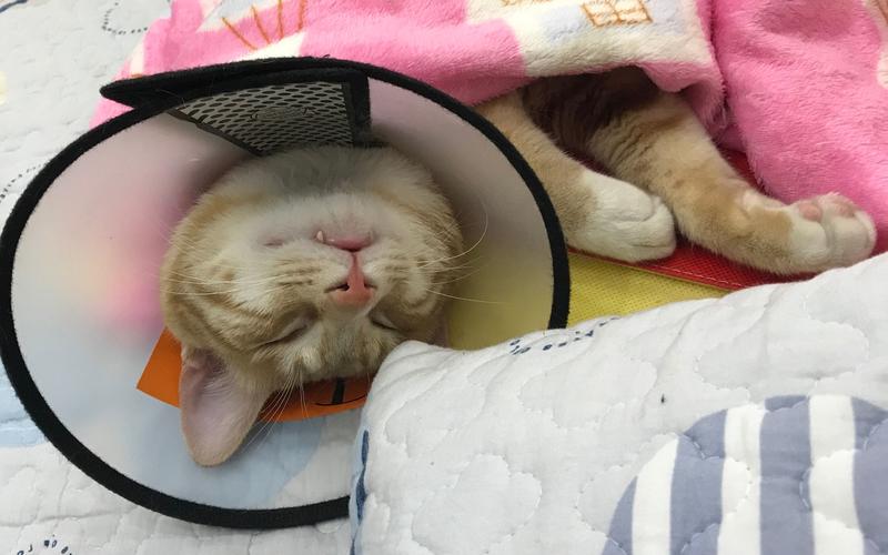 刚做完绝育的橘猫戴伊丽莎白圈趴在主人常坐的沙发扶手上