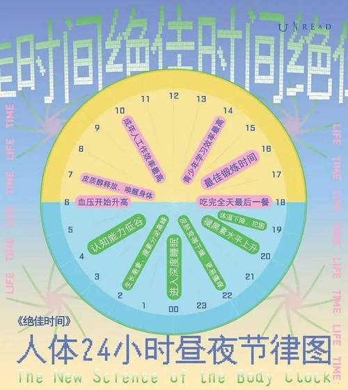 人体24小时昼夜节律生物钟示意图
