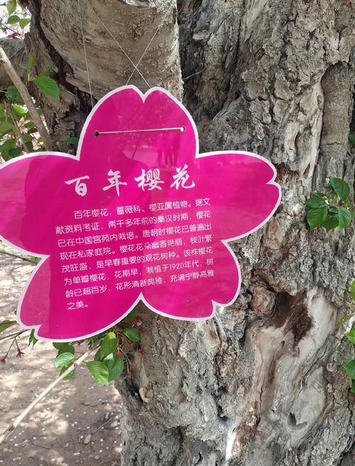 广福寺古井与樱花枝
