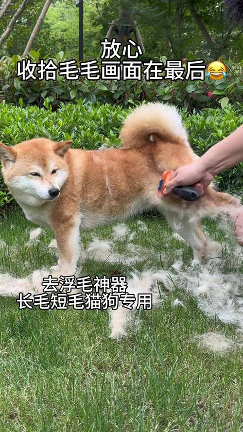 主人居家给柴犬梳理浮毛场景