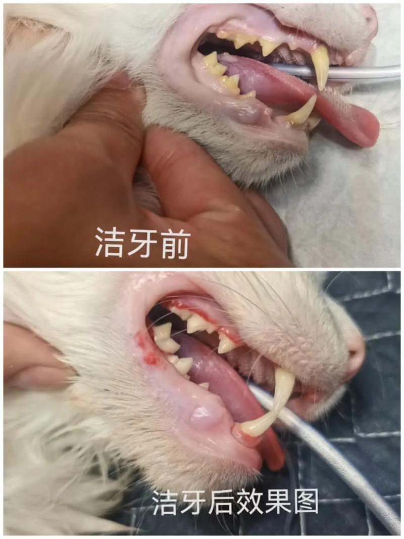 严重犬猫牙结石牙龈萎缩示意图