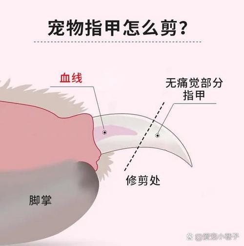 宠物犬前肢外伤出血位置示意图