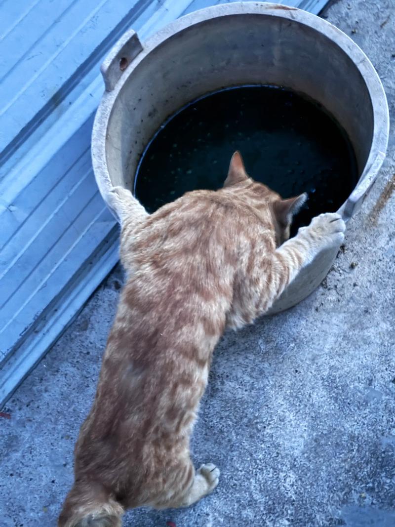 胖橘猫蹲阳台陶瓷水碗边闻水不喝实拍
