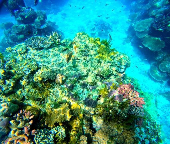 珊瑚的秘密：从深海荧光到餐桌上的微塑料-因为所以
