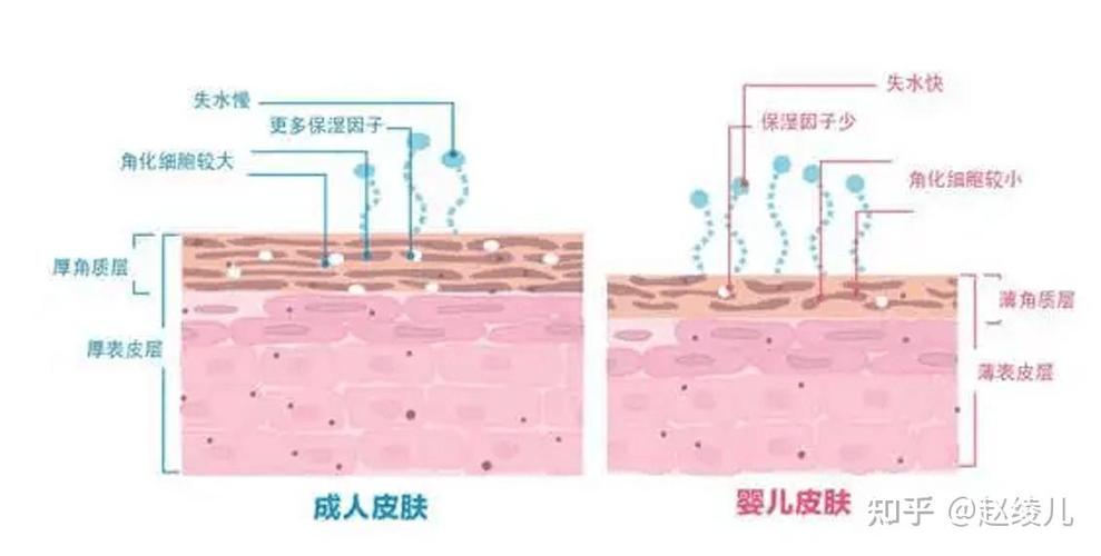 0-3岁宝宝与成人皮肤结构对比示意图