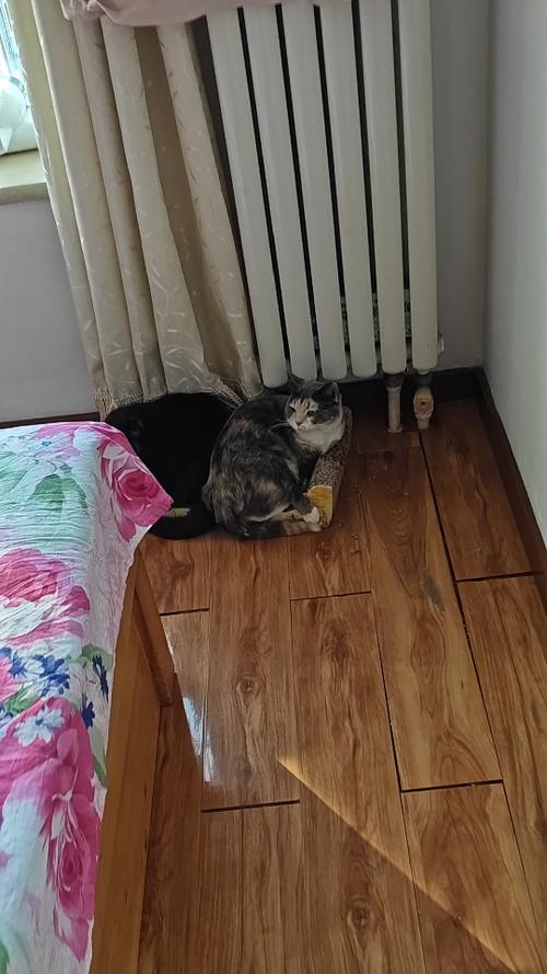 蓝猫挤家用暖气片缝隙实拍