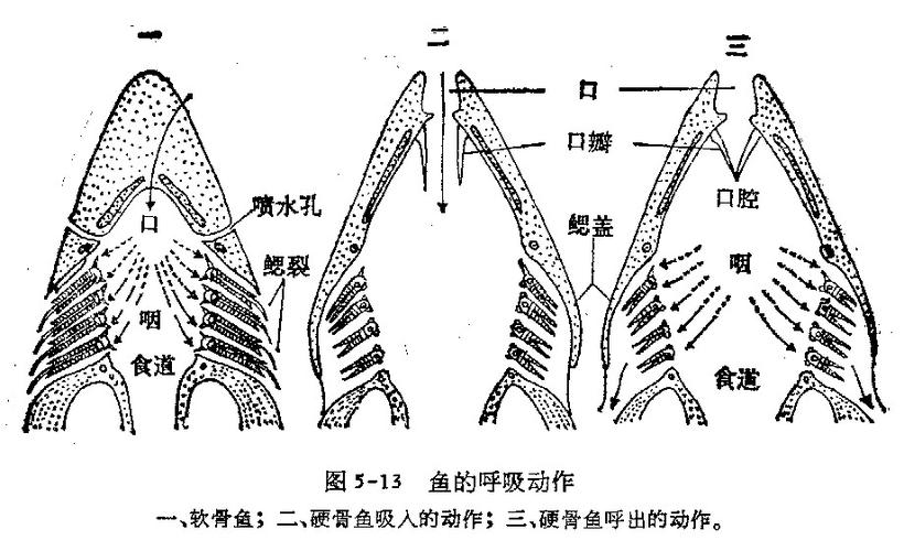 鱼类鳃部氧气交换示意图