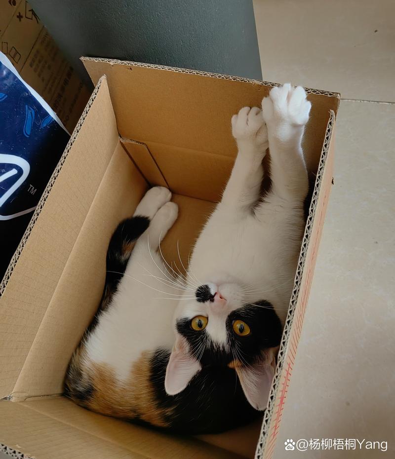 三花猫趴在快递纸箱里只露一个脑袋