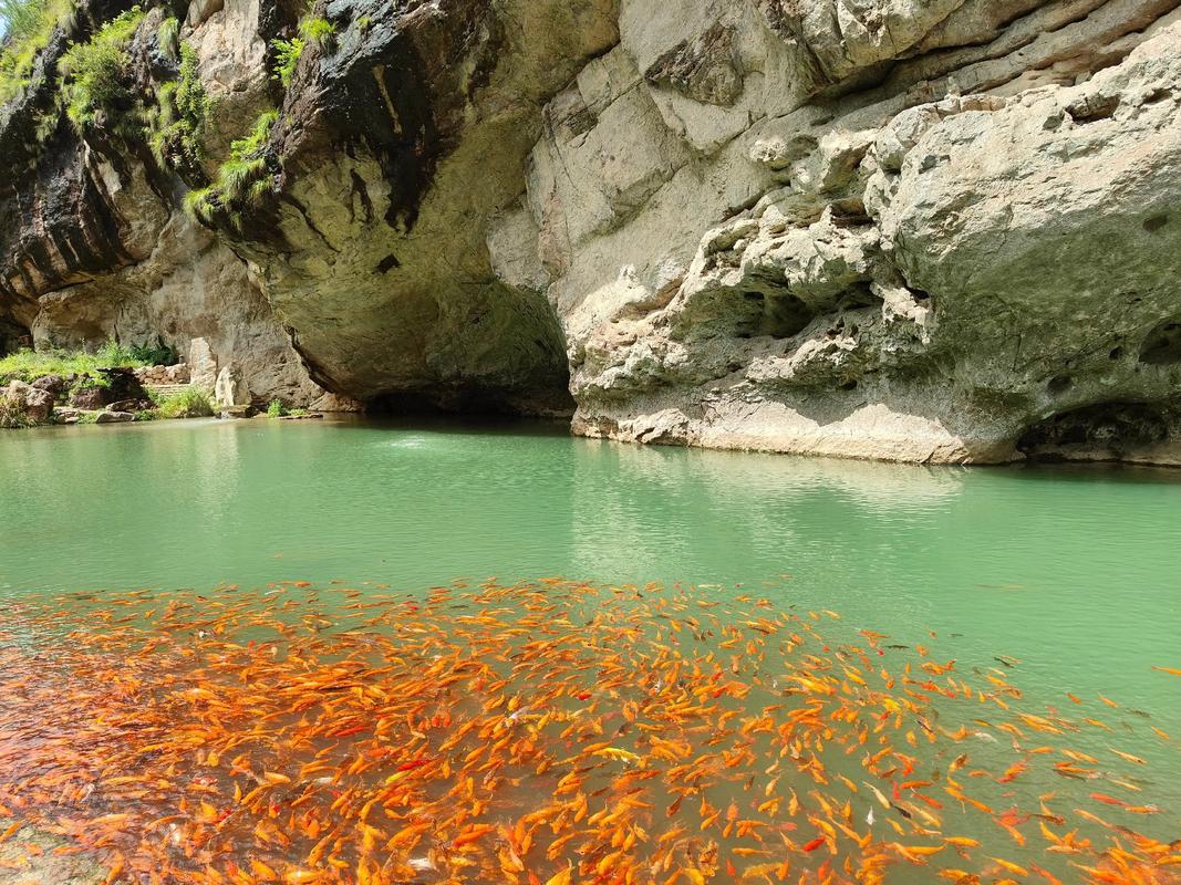 湖北南漳鱼泉河春季泉眼涌鱼场景