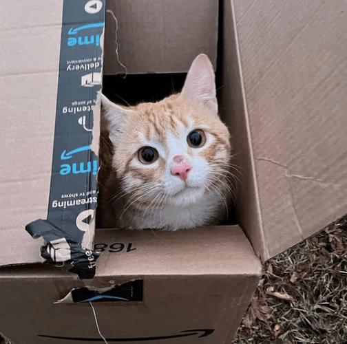 猫坐在快递纸箱中只露出眼睛窥视