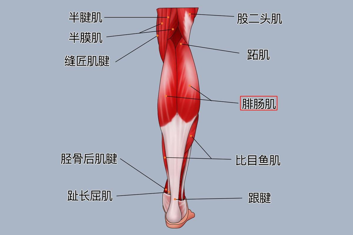 老年人腿部肌肉流失示意图