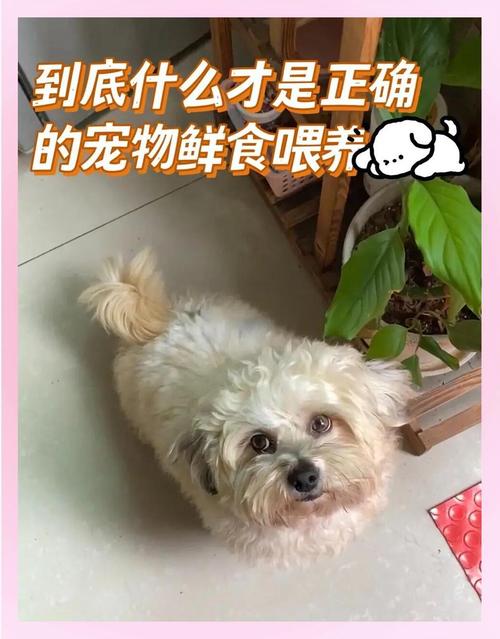 冷链中断变质的宠物成品鲜食