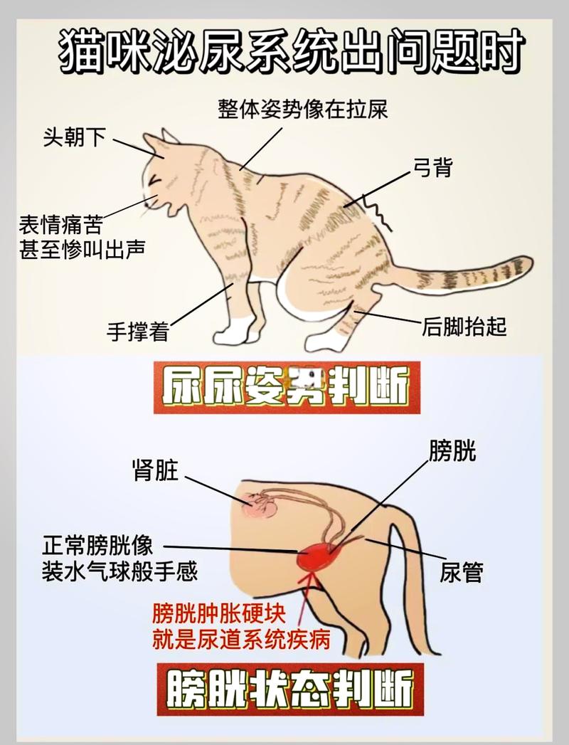 健康猫膀胱与堵塞肿大膀胱对比图