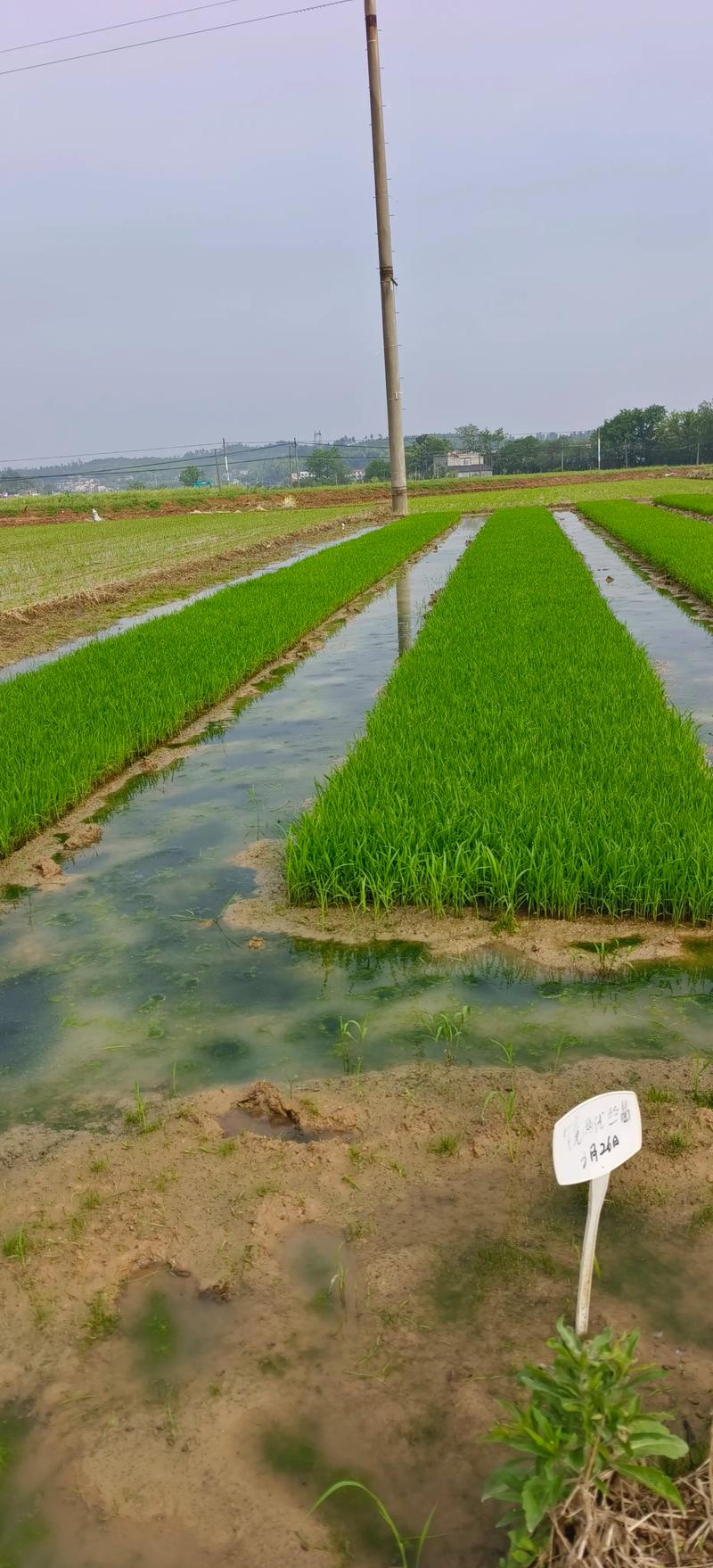 湖南镉污染稻田植物修复试点实景图