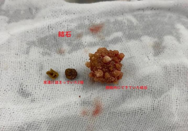 犬猫泌尿道结石大小对比实拍