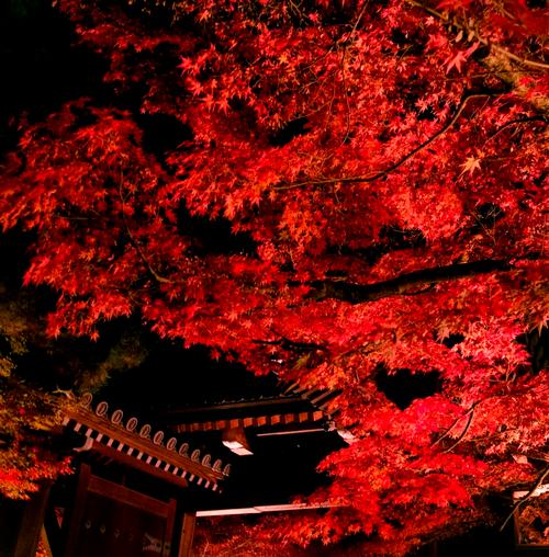 日本京都永观堂枫叶与寺庙屋檐 秋季限定 红色灯笼
