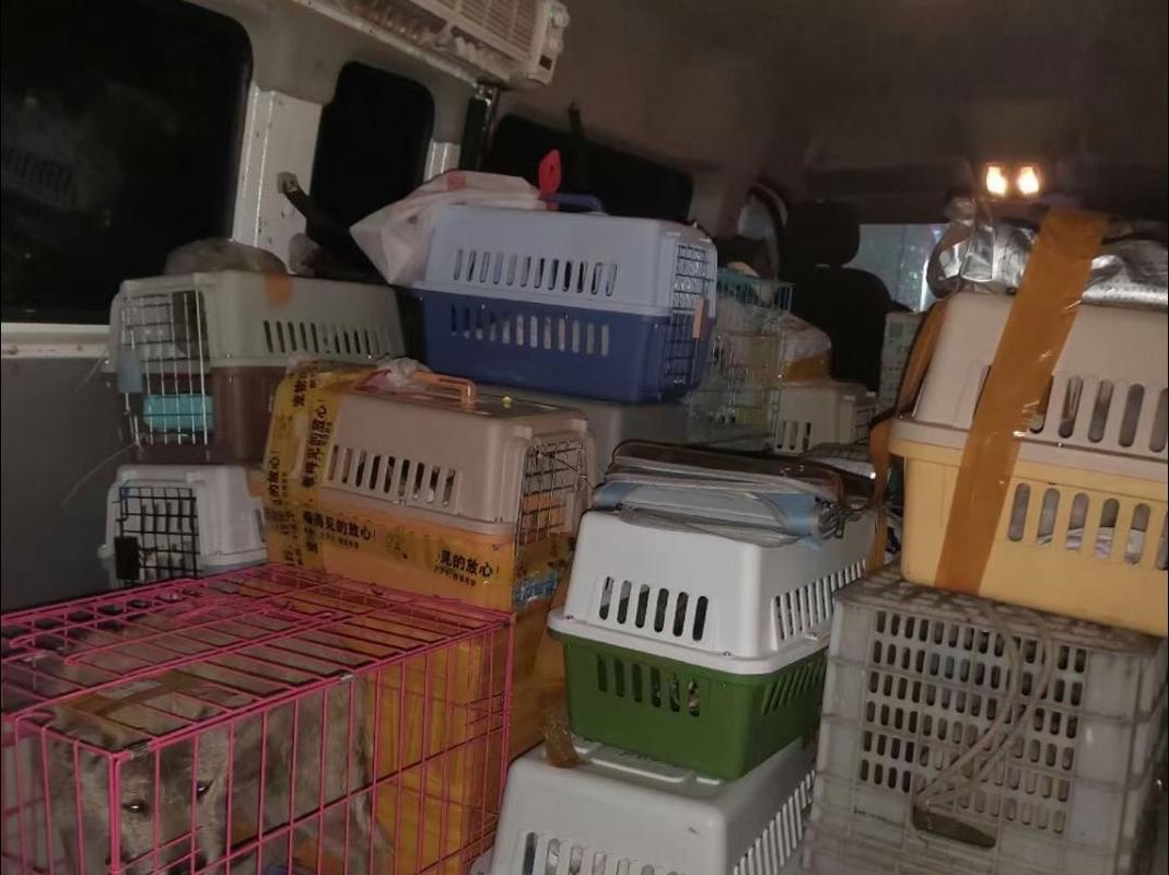 宠物托运中转货场角落实拍图