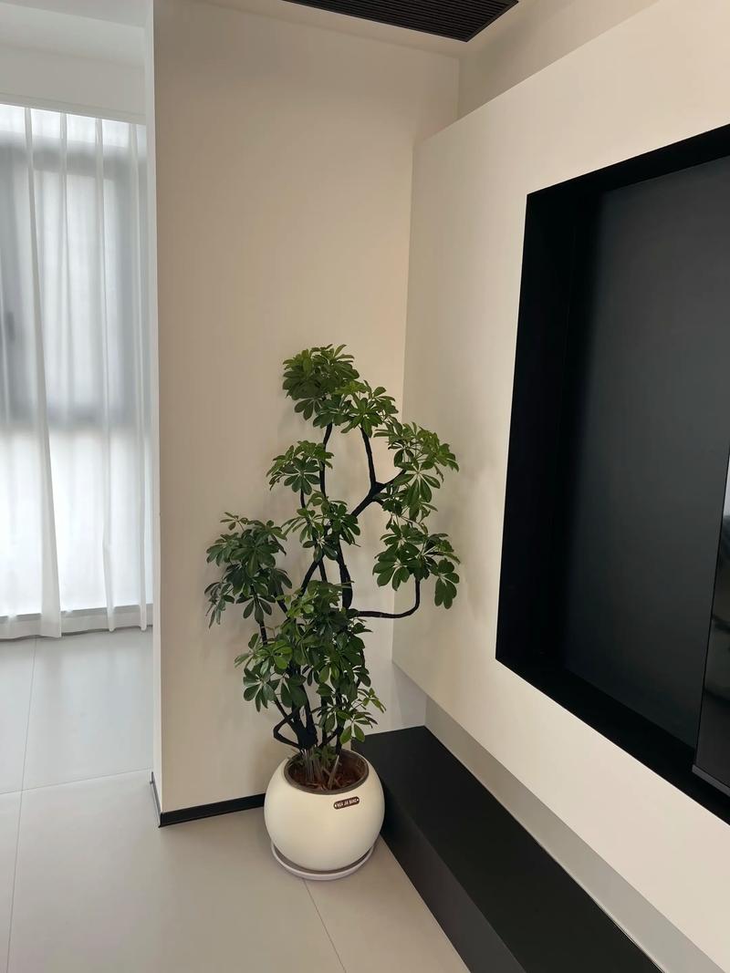 客厅电视柜旁摆放千年木绿植效果图