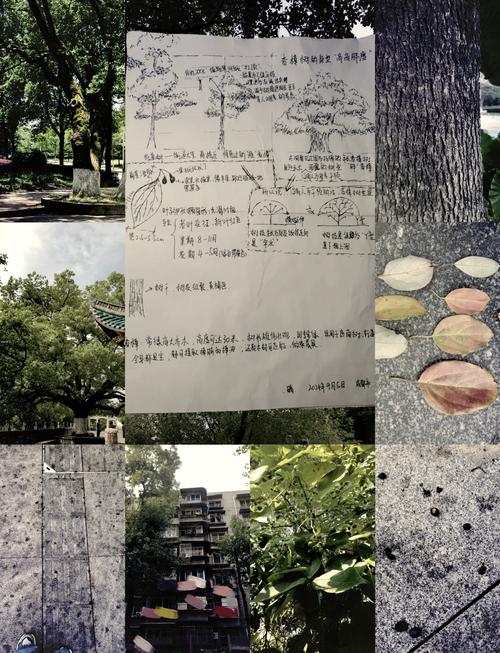 小学三年级学生户外观察樟树做自然美育笔记