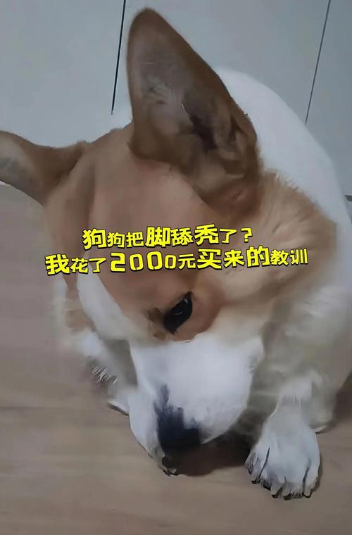 宠物柯基啃脚趾过敏症状实拍