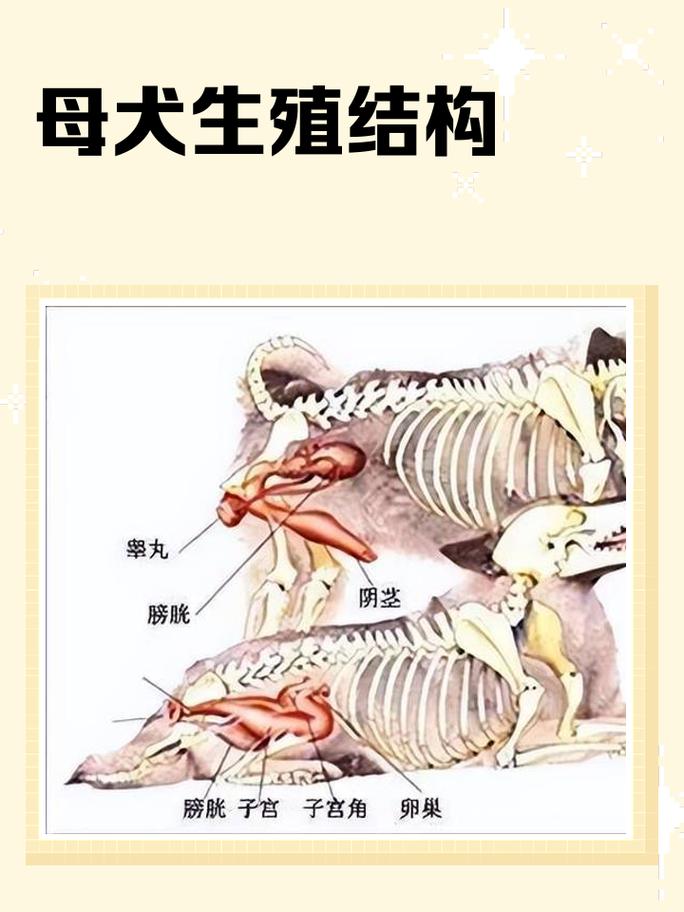 犬类嗅觉受体与人类对比示意图