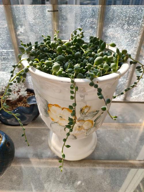 垂吊绿植装修避坑指南：10个问题搞定挂与养