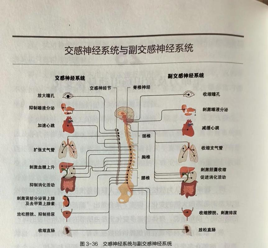 睡眠中人体交感神经状态变化图