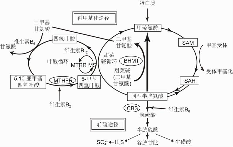 人体血清同型半胱氨酸代谢路径示意图