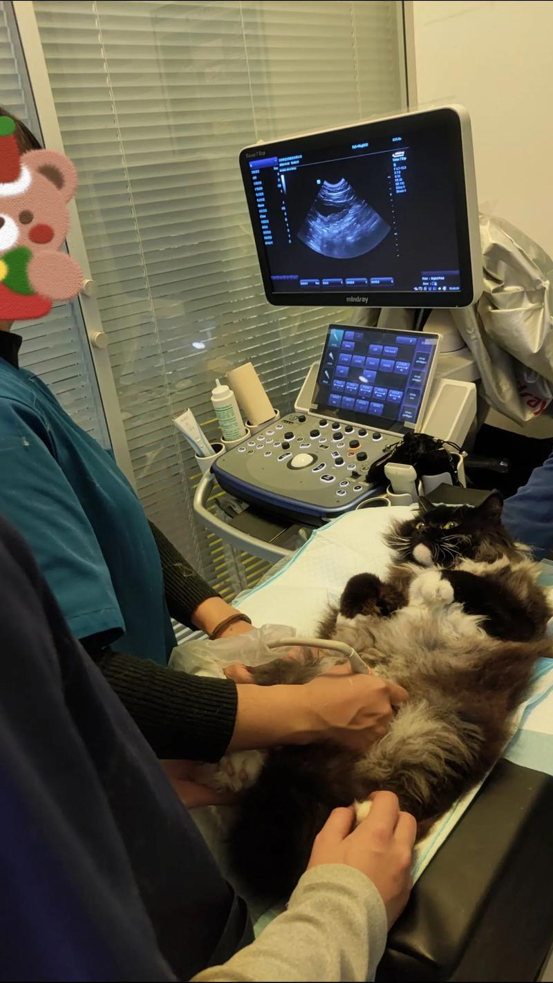 宠物医院兽医给猫咪做泌尿系统超声