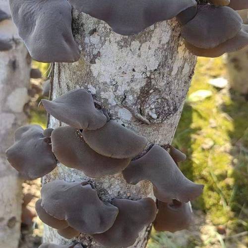 湖北南漳荆山椴木露天栽培黑木耳