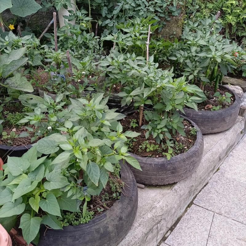 乡村小学学生用废旧轮胎种植蔬菜