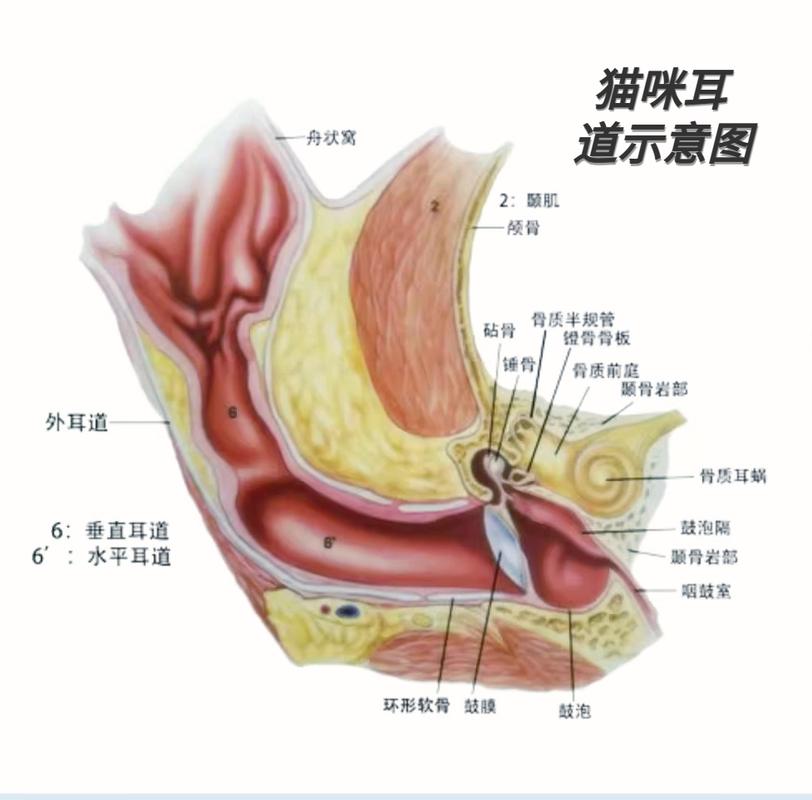 宠物L型耳道解剖示意图