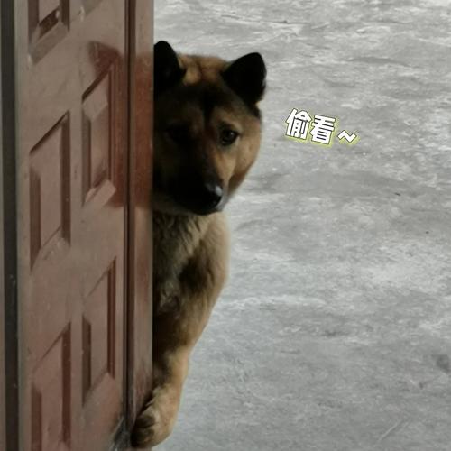 家用摄像头拍摄的狗狗独自在家扒门的画面截图