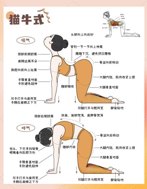 瑜伽基础练习猫牛式动作分解图