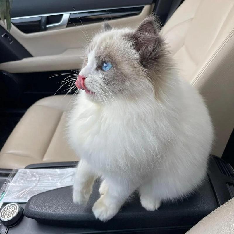 英短吃完猫粮后频繁舔嘴实拍