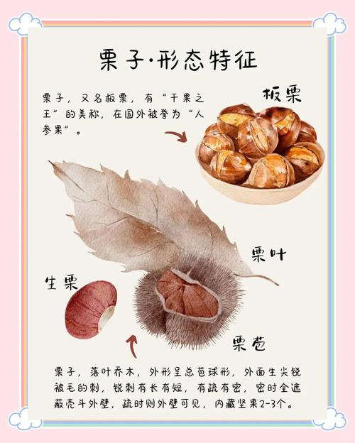 栗子情结：我们的胃总能精准地思念故乡