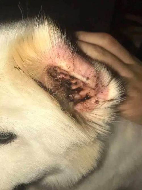 犬耳螨耳道黑褐色分泌物实拍