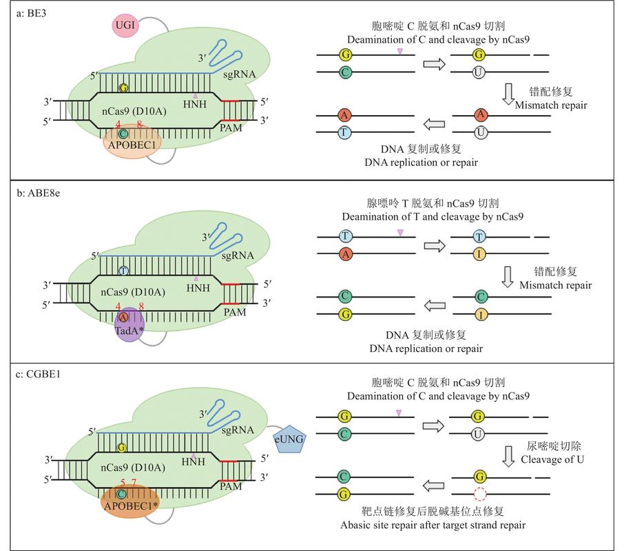 碱基编辑技术作用机制示意图