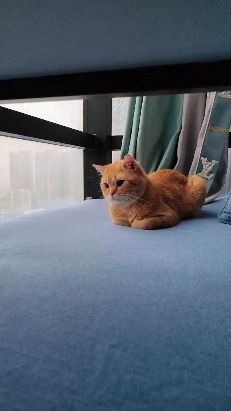 胖橘猫冬天揣手窝在沙发照片