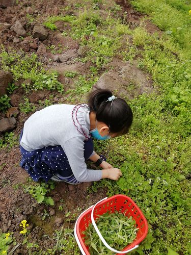 古村落里小学生蹲在菜园边看阿婆摘空心菜