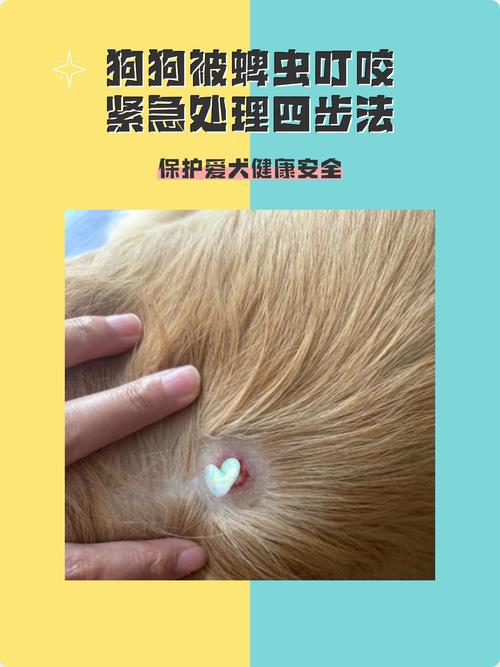 真碰到狗狗要咬人，第一时间该做什么？